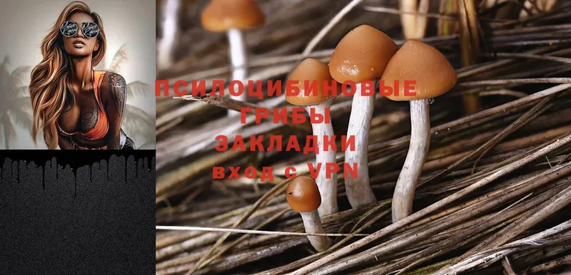 Галлюциногенные грибы Psilocybe  Мурино 